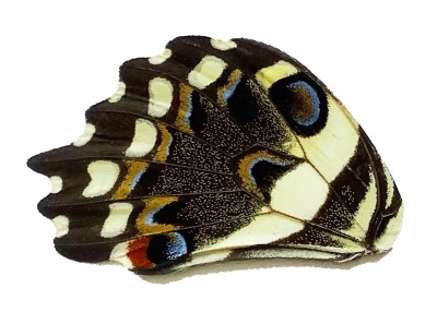 PAPILLIO DEMODOCUS HIND WING